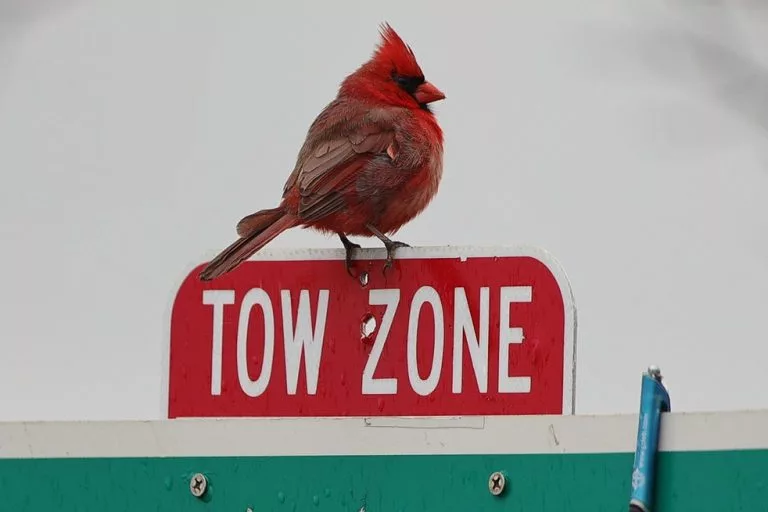 Los Angeles Dodgers vs St. Louis Cardinals Picks and Prediction for Friday May 1 2026